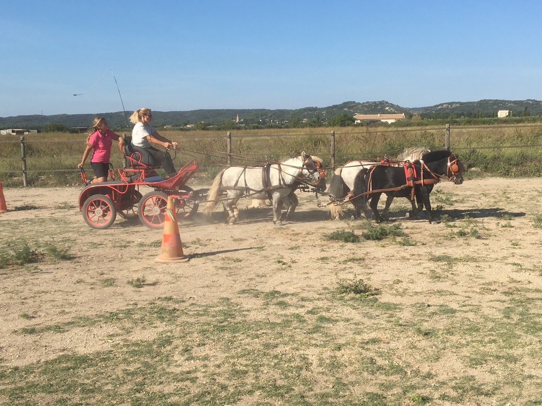 Travail du cheval : débourrage : Arles